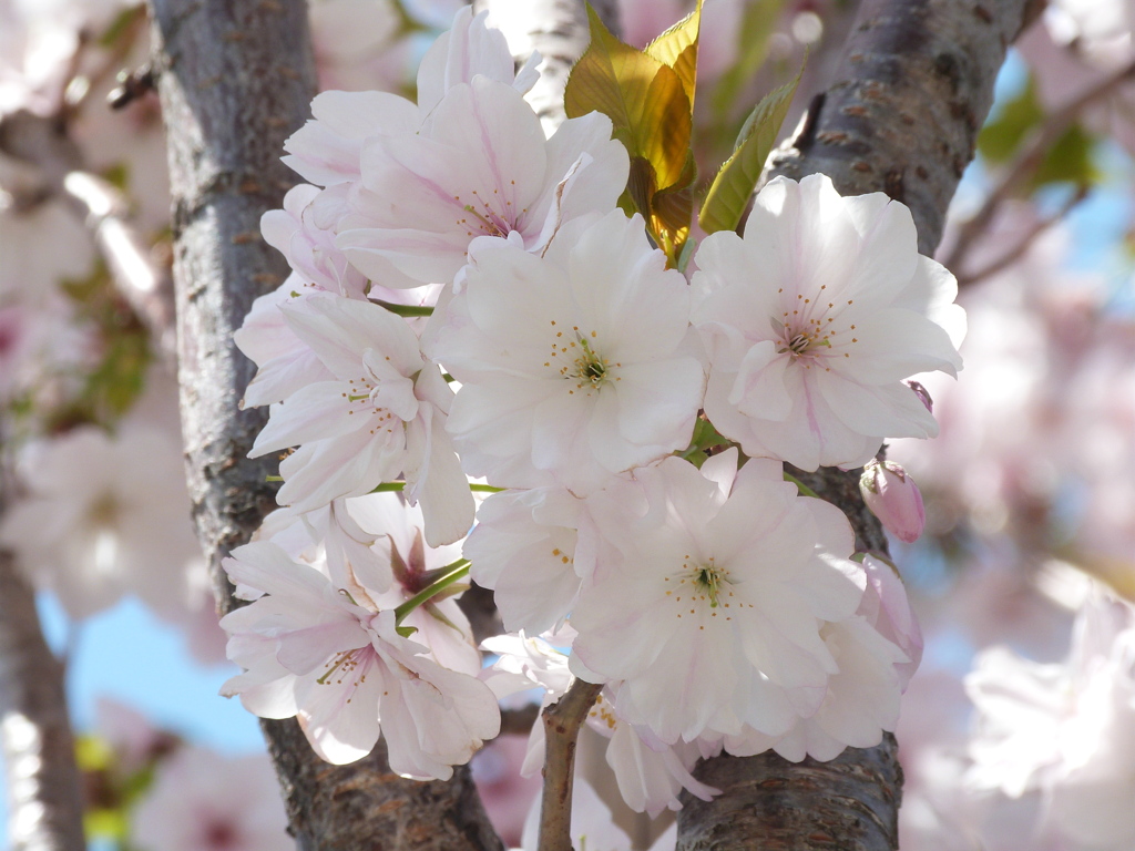 田端の街路樹の早晩山桜