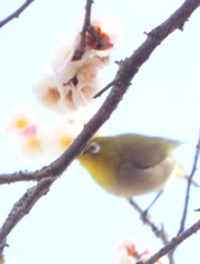 思いのまま梅にメジロ