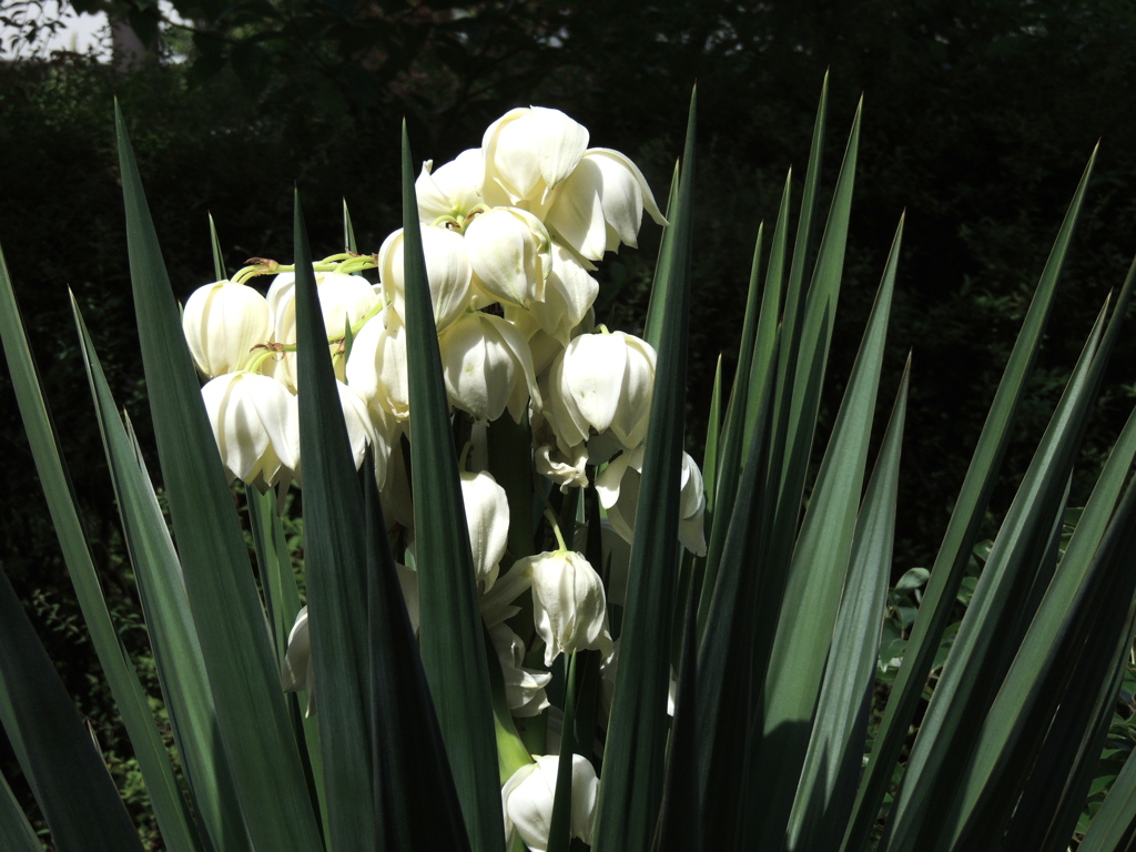 純白のキミガヨランの花