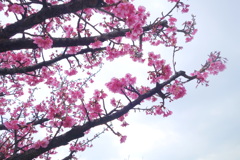 空を入れた逆光の木場公園の満開の河津桜