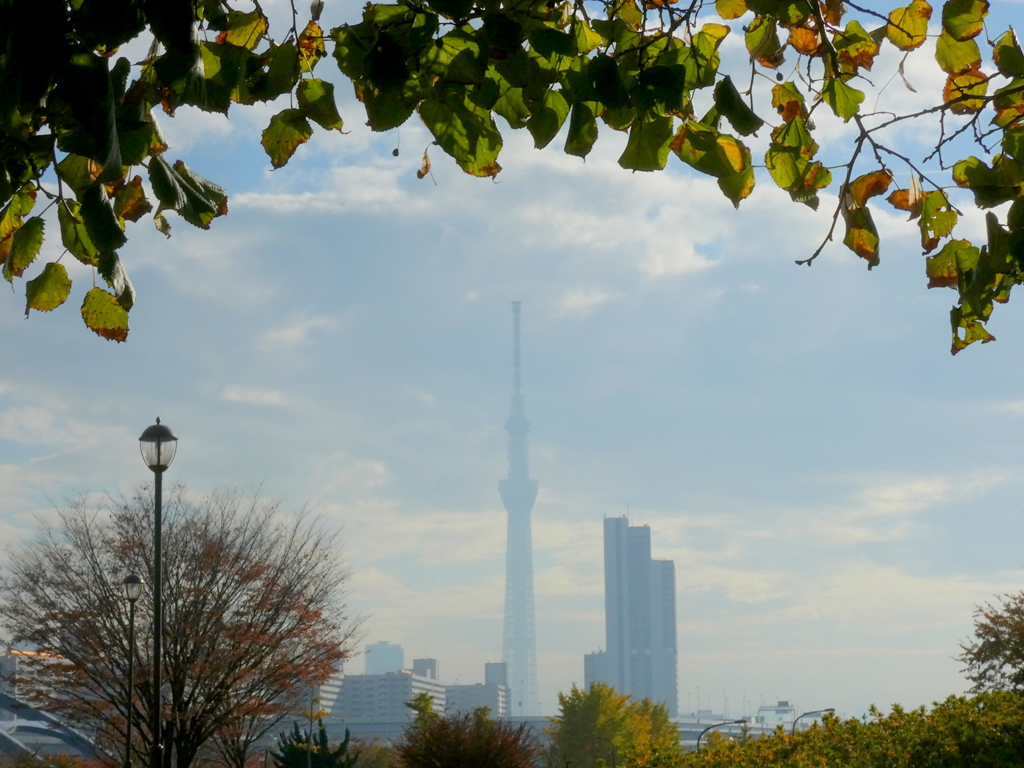 汐入公園の菩提樹の陰から