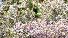 公園の満開の桜の色３種