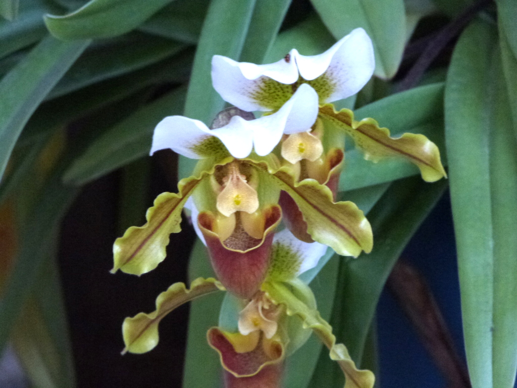 暮れのパフィオぺディルム