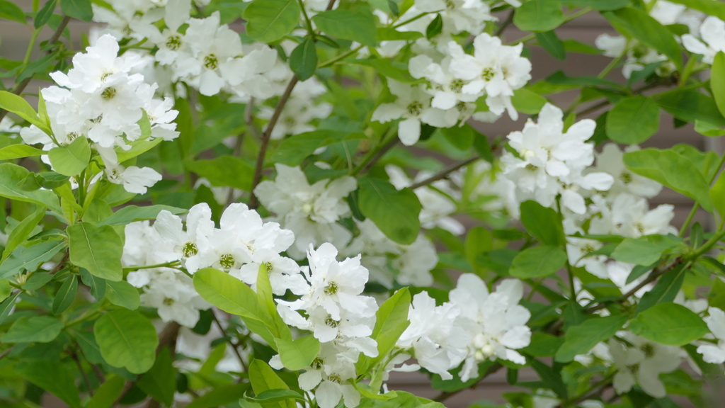 ウツギかなと思ったら