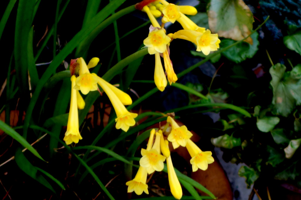 荒川区役所通りの黄色いキルタンサス