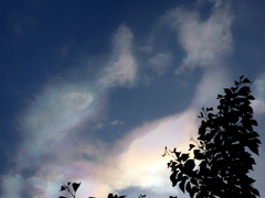 木の影から彩雲