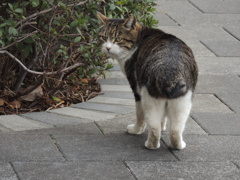 隅田川土手の猫
