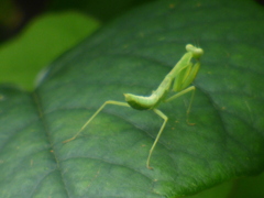 ハラビロカマキリ