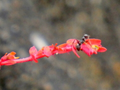 土手の石垣の紅葉した小錦草とアリ