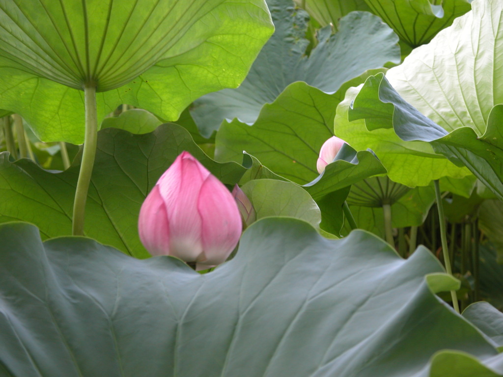 上野不忍池の蓮の蕾