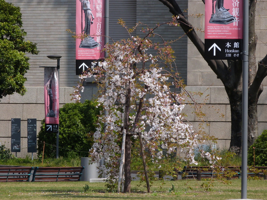 上野国立博物館の十八番の枝垂吉野桜の二代目（以前のものは数年前に枯れました）