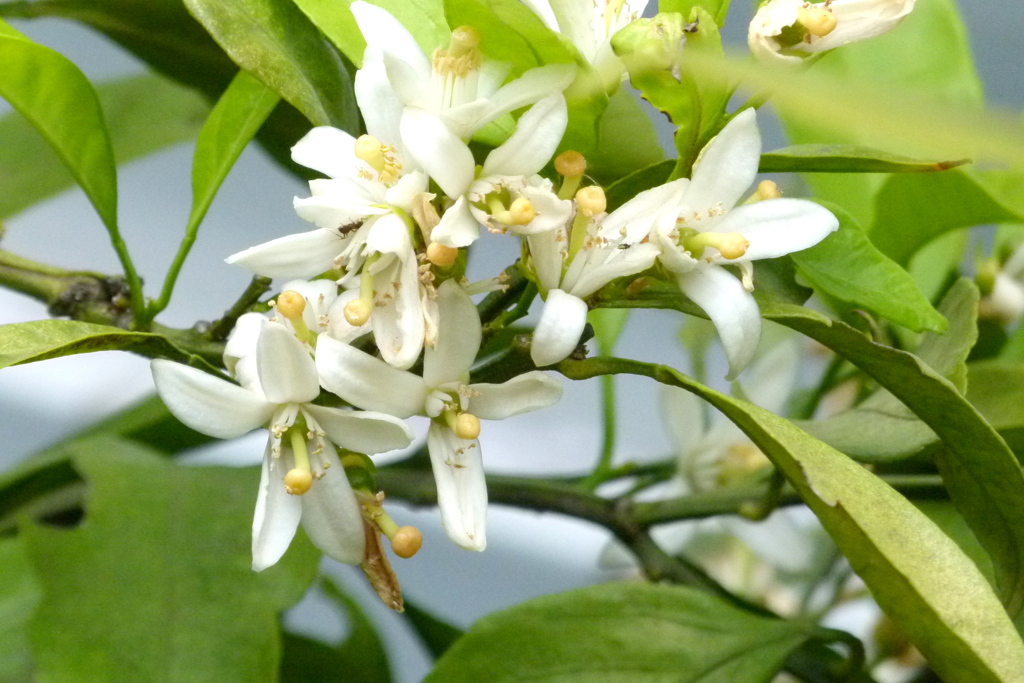 千住の低木のキンカンの花