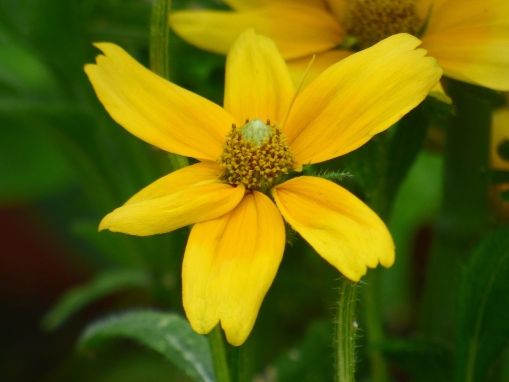 ルドベキア・プレーリーサン