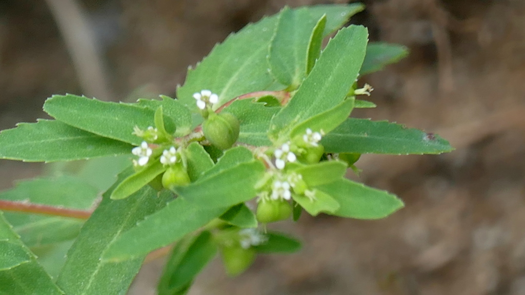 土手の斜面のおおにしきそう