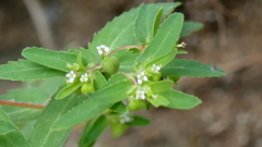 土手の斜面のおおにしきそう