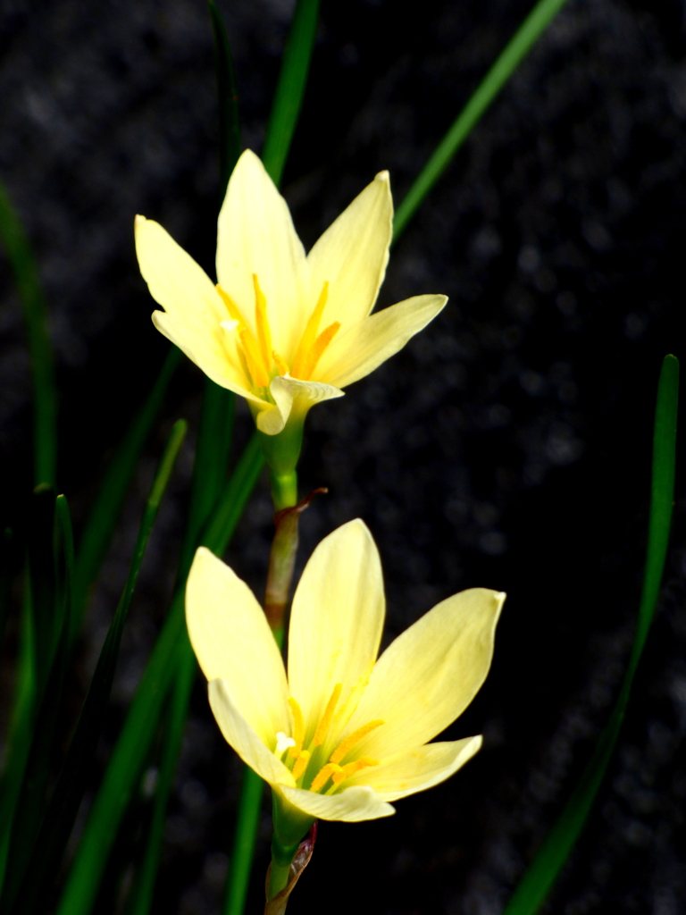 ステルンべルギア