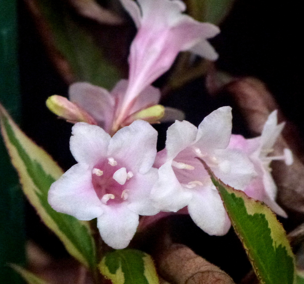 アべリア・ホールプレイス