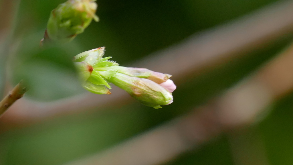 新しい原種の熊野桜の蕾