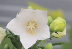 白ききょうの蕊