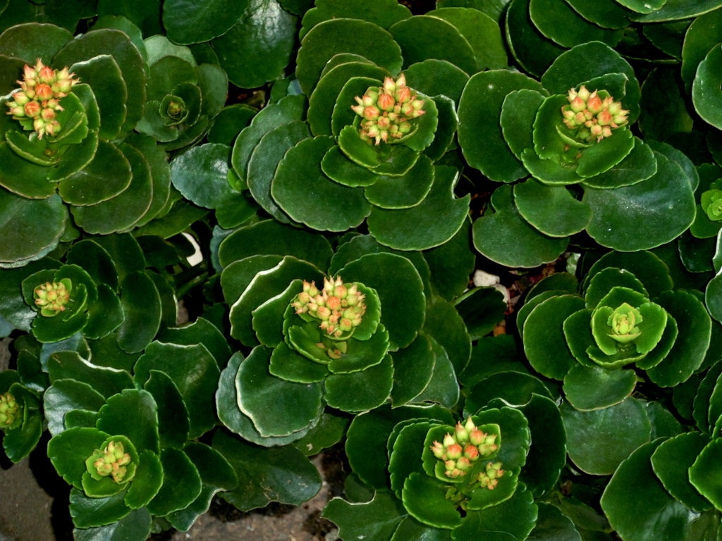 民家の葉ボタン風カランコエ