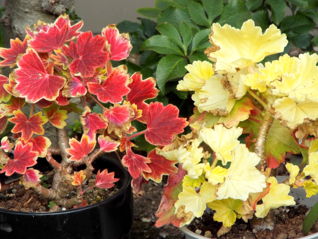 千住の民家の鉢植えの紅白ペアーのモミジバゼラニウム