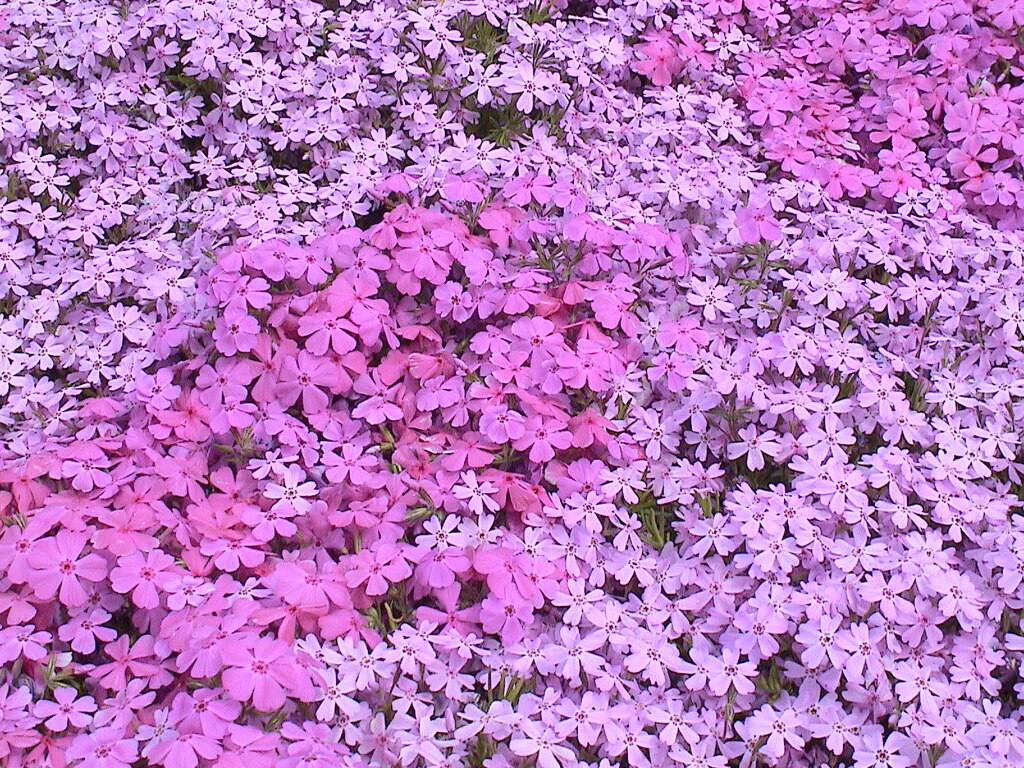 羊山公園のしばざくら