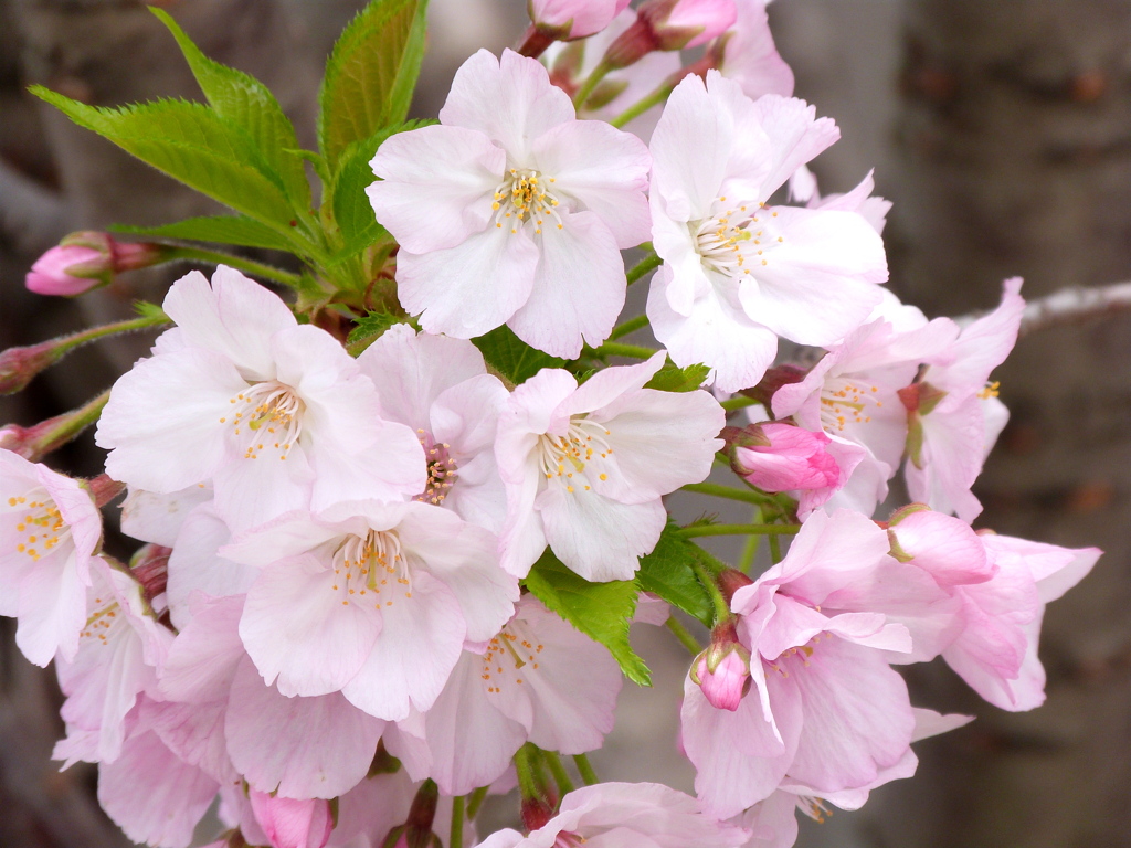 荒川の民家の千里香桜