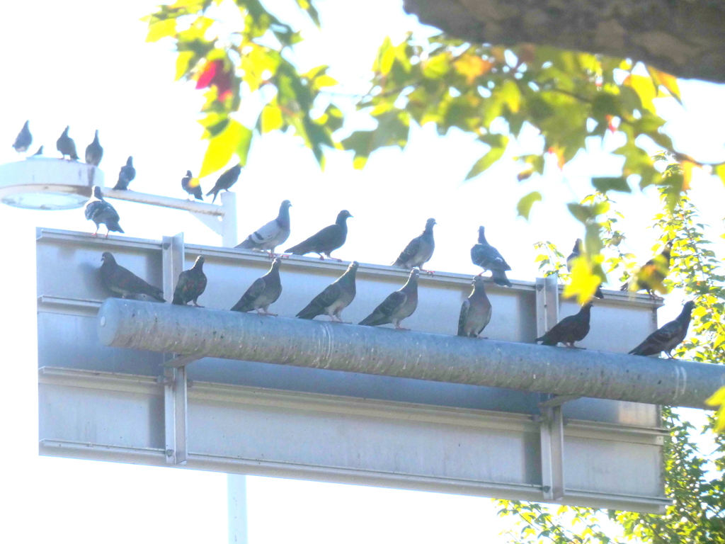 鳩の千住宿