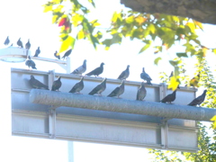 鳩の千住宿