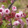 千住桜木の少し撮影日が遅かった，ヒナギク桜