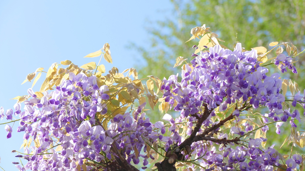 藤棚のキャピタン藤