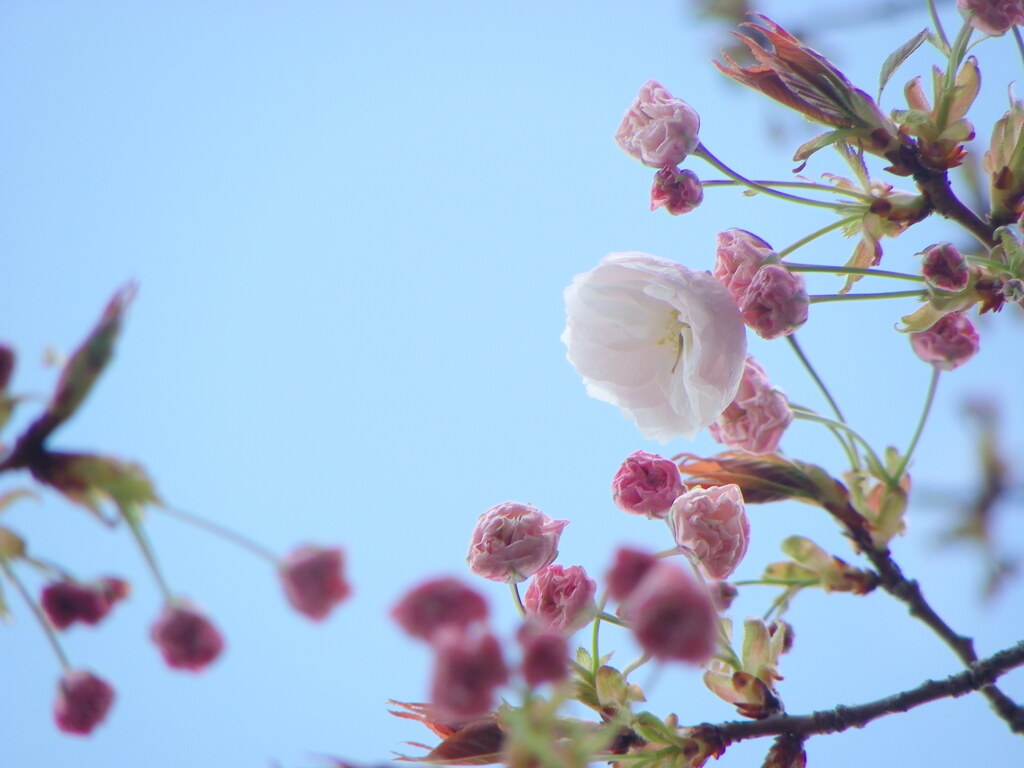 千住都民タワーの土手側テラスの普賢象桜