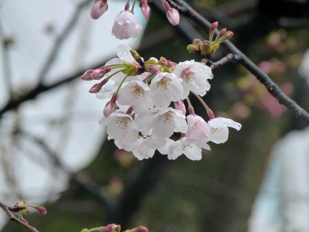 勝海舟生誕地勝海舟公園のソメイヨシノ