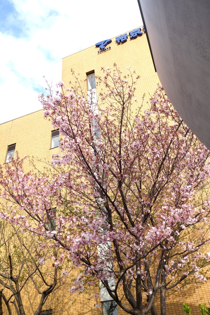 今は大学の土手上の玄関のお化け煙突のモニュメントの記念樹仙台屋桜