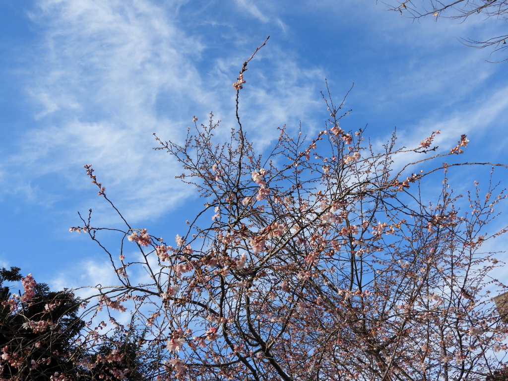 千住神社のジュが津桜と大晦日の空