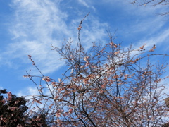 千住神社のジュが津桜と大晦日の空