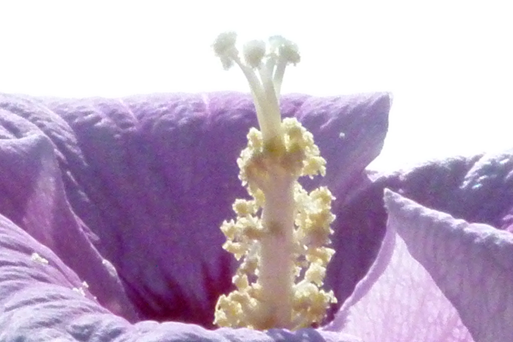 自宅の高いところに咲いたムクゲの蕊