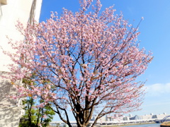 上野の御車返しと同じで青空にピンクの花が映える
