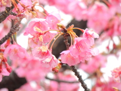 順光の木場公園の満開の河津桜