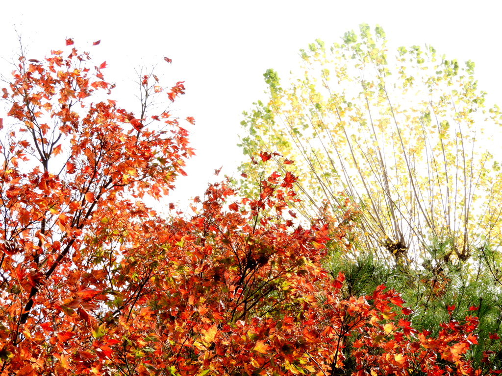 千住大橋芭蕉矢立てのテラスのプラタナスとイロハモミジの紅葉