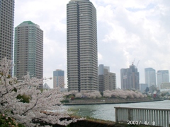 隅田川鉄砲洲から桜の風景