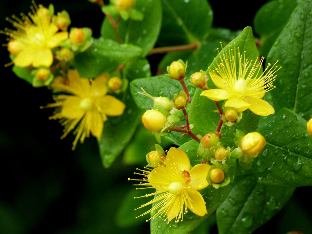 由布院のコボウズオトギリ
