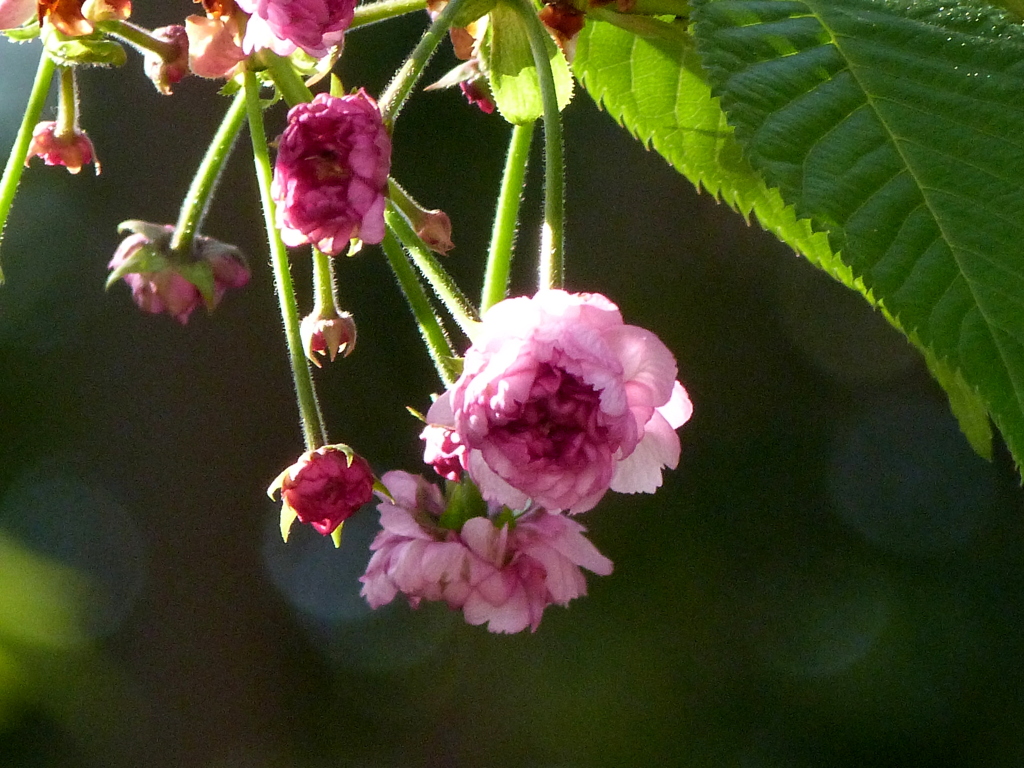 向島のヒヨドリ桜が咲き始めた