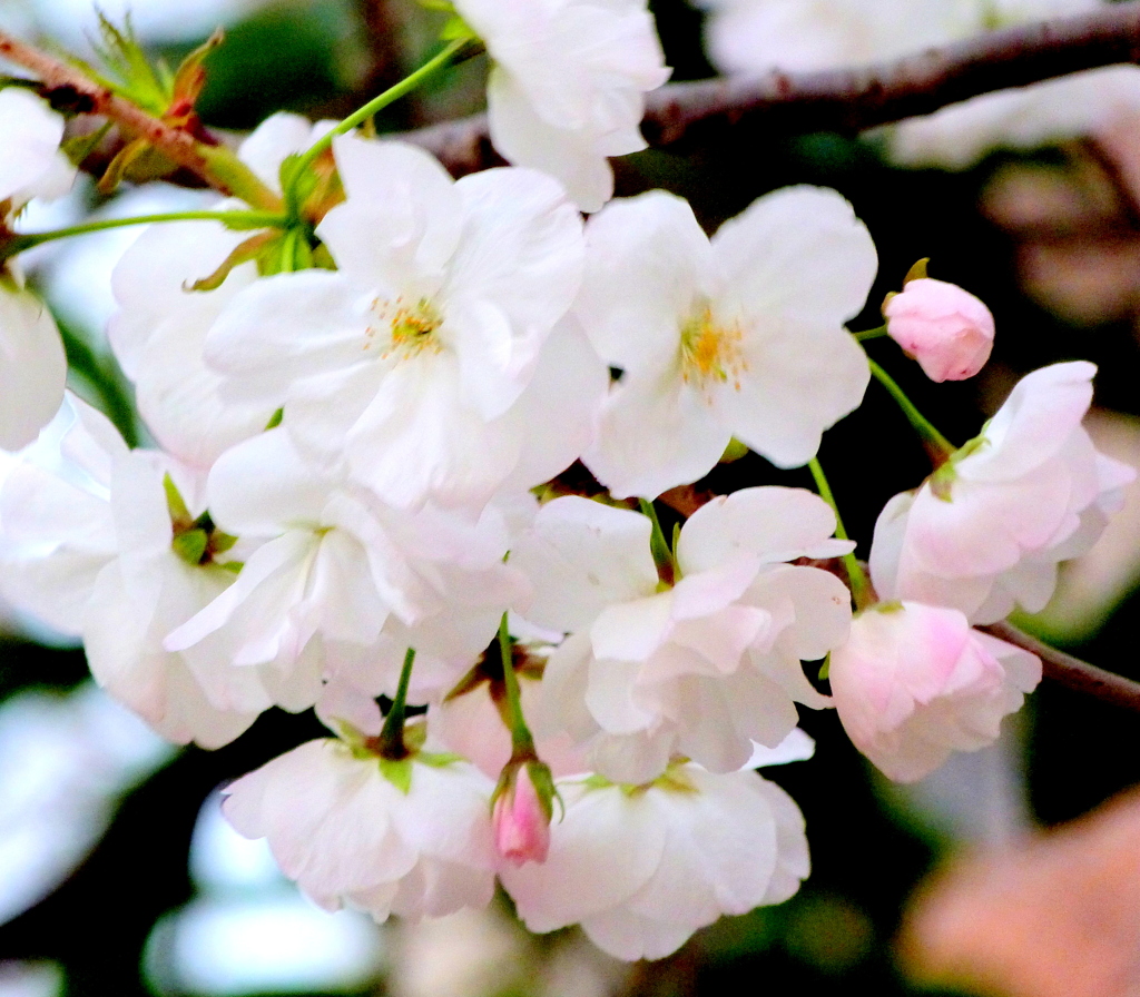 上野不忍池の八重の白い、永源寺桜