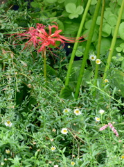 彼岸花とエリゲロンと