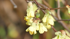 ヒュウガミズキ