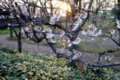 斜面に枝を張り出すソメイヨシノの夕日