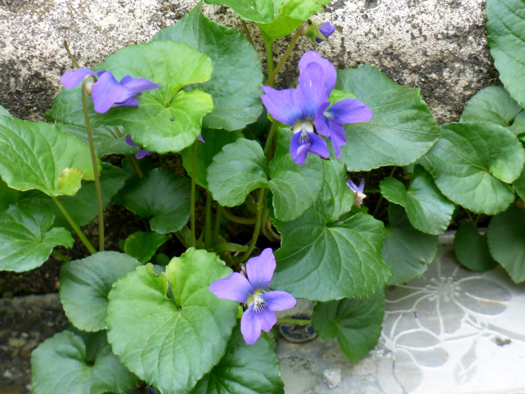 道端のタチツボスミレ
