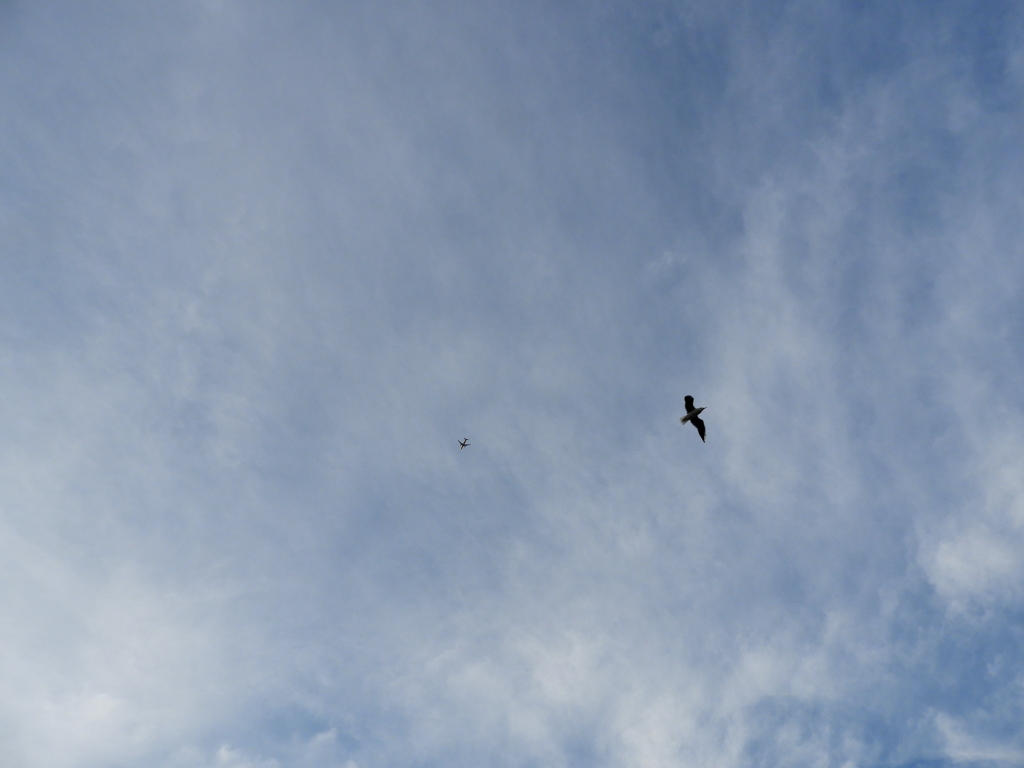 尾竹橋のじょうくうの鳥と飛行機の空