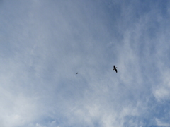 尾竹橋のじょうくうの鳥と飛行機の空